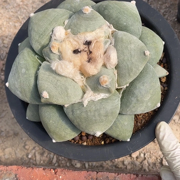 实生丸叶青瓷福利14