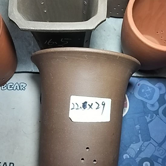 莲花金钟一个花盆