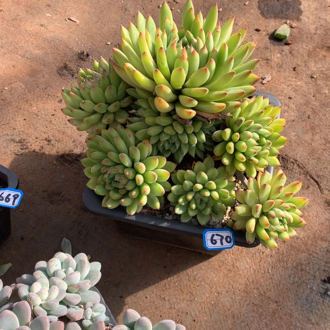 670小浣熊 一物一拍多肉