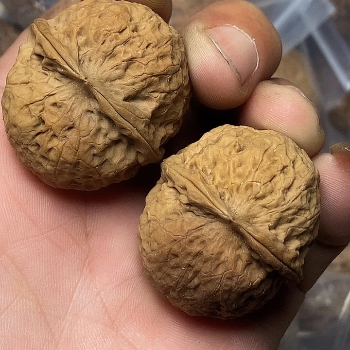 文玩核桃把件云南铁核桃A14
