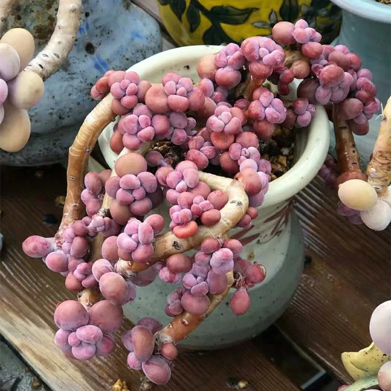 多肉植物进口桃蛋群生桃之卵可爱腰子桃蛋老桩桃蛋叶片可一物一拍