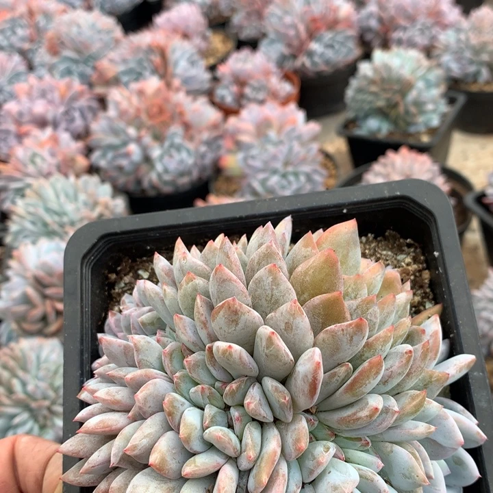 多肉植物石榴籽缀化