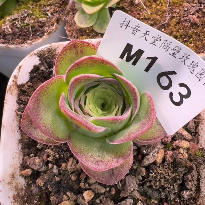 苗苗山地玫瑰多肉植物不知名163