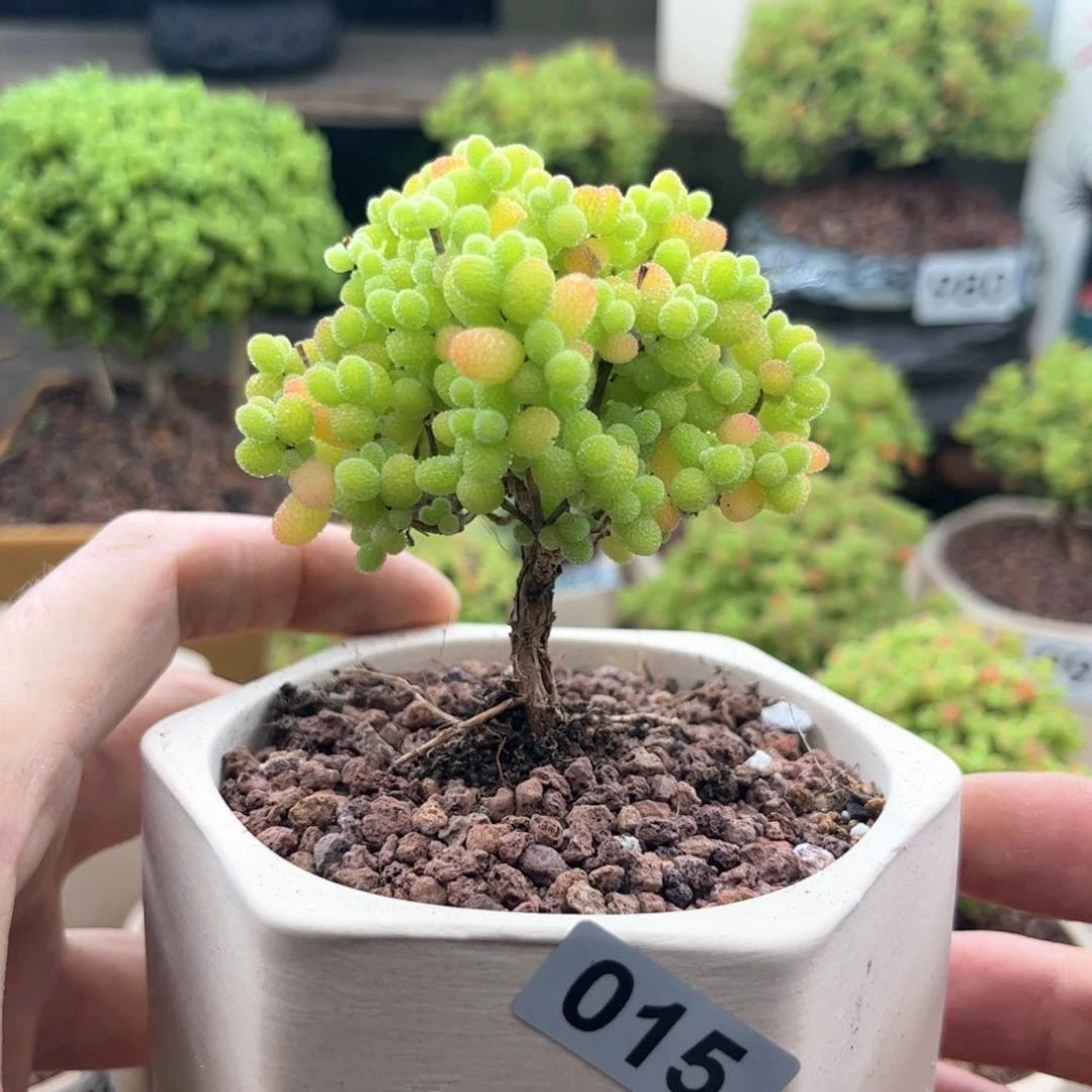 无花朵015金桔可爱多肉