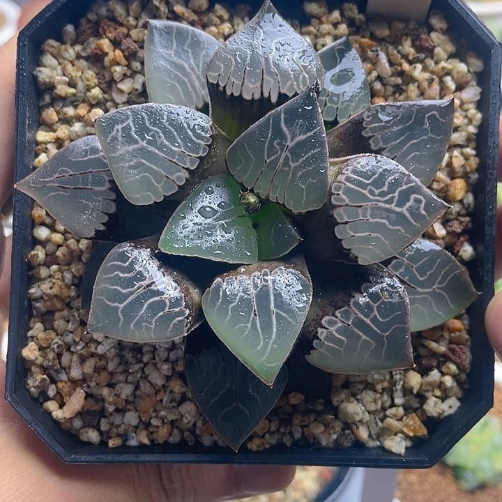 23.十二卷火凤凰克母本。