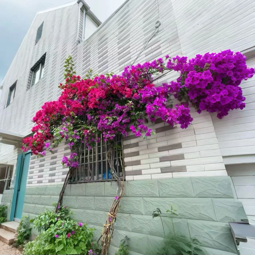 红花三角梅垂丝爬藤庭院阳台高度2米左右顺丰发货亦菲家的花园
