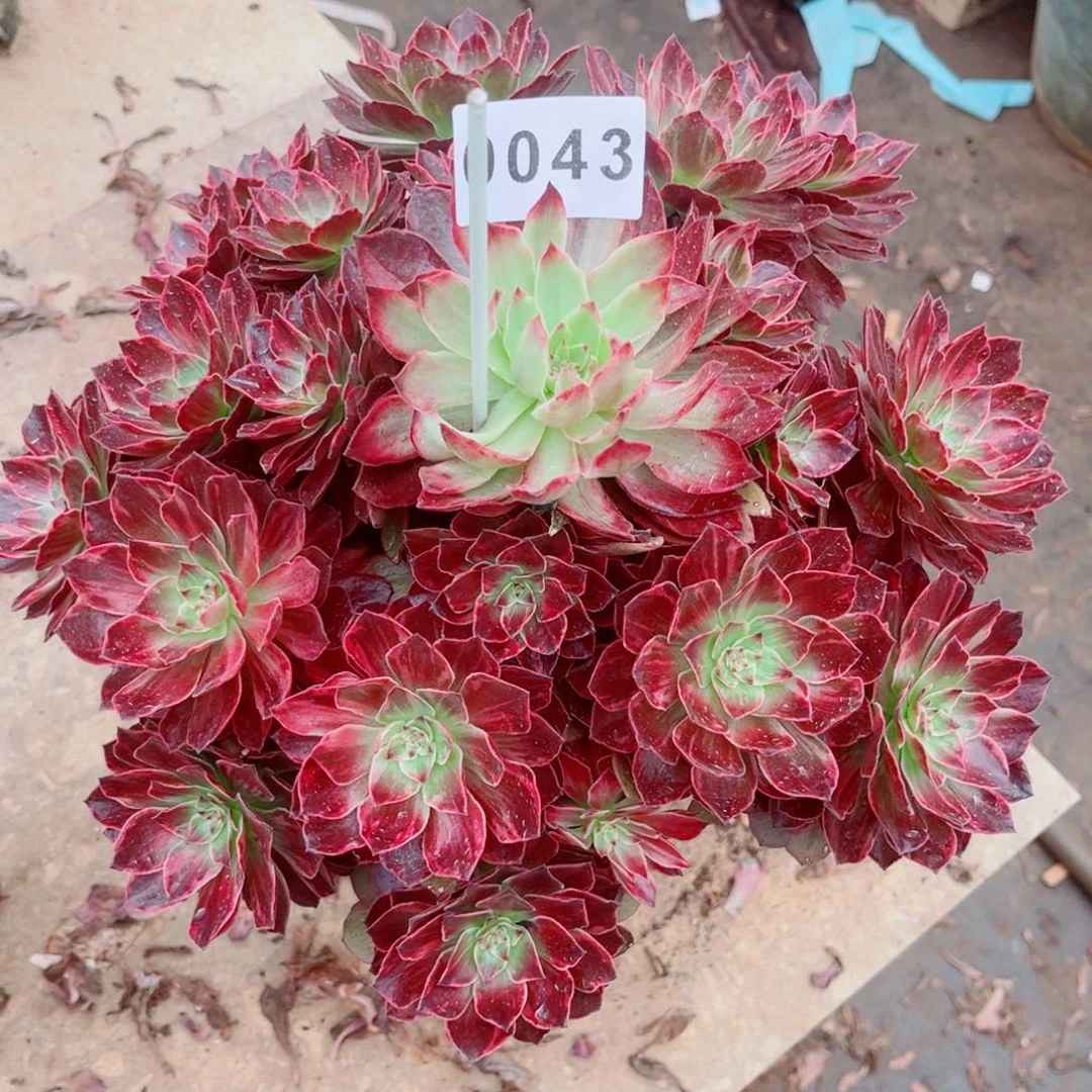 柳***养新品半夏发货发货