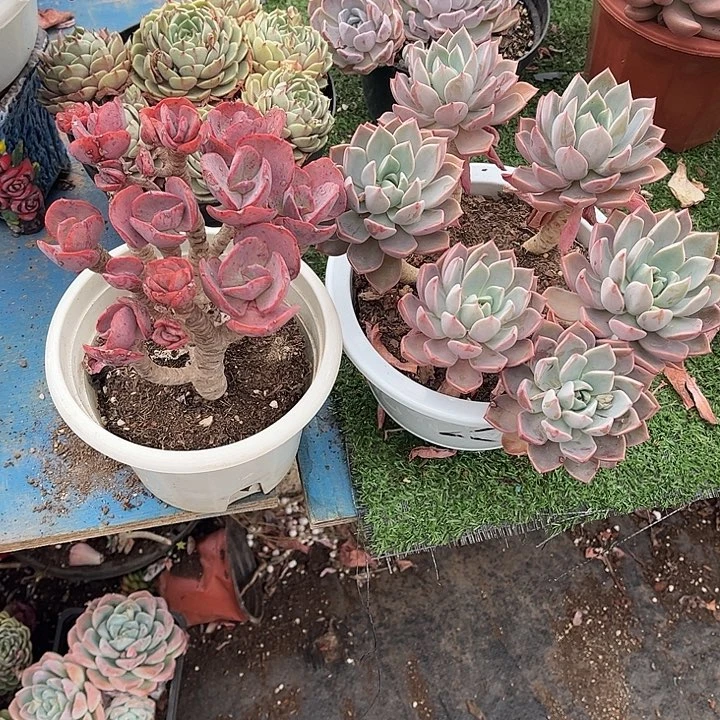 姜**_秀妍红粉多肉植物