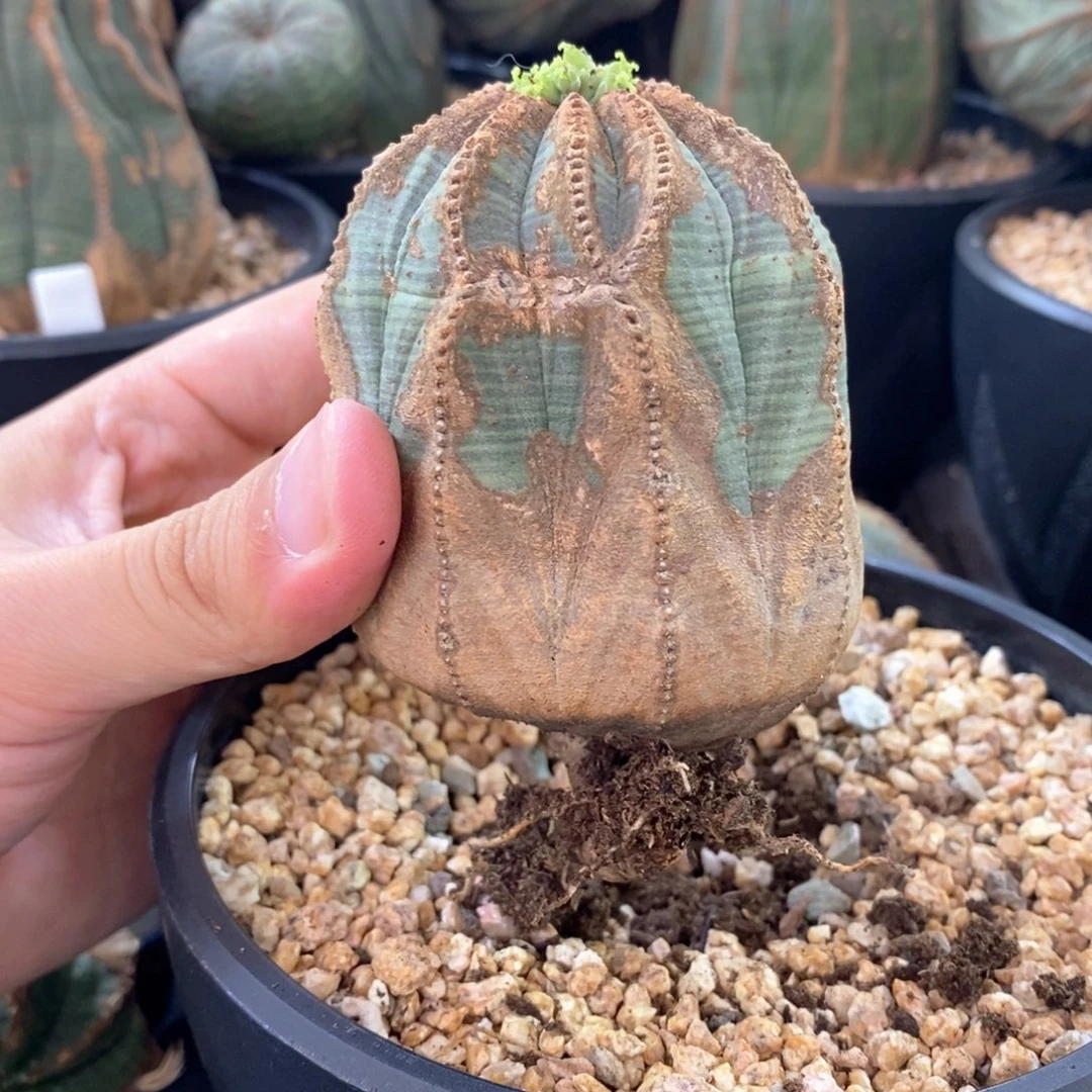 35 欧系实生布纹球多肉植物