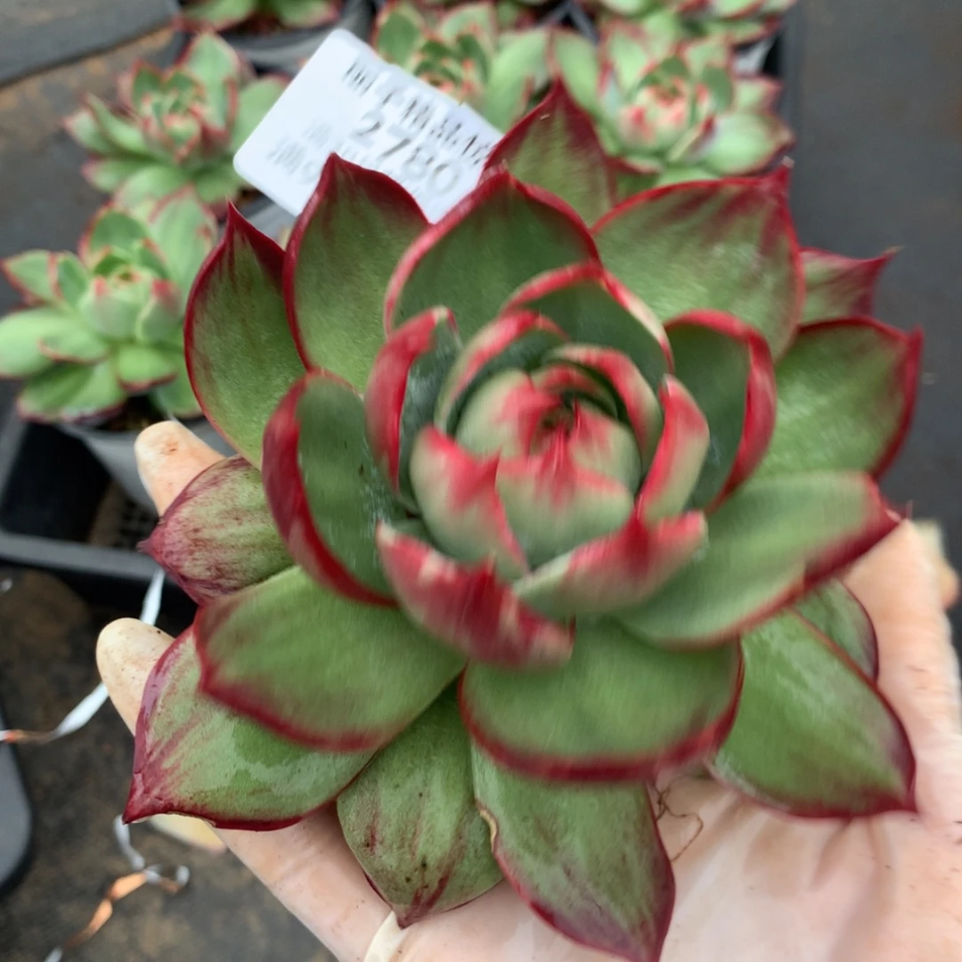 2780多肉植物惊鸿12