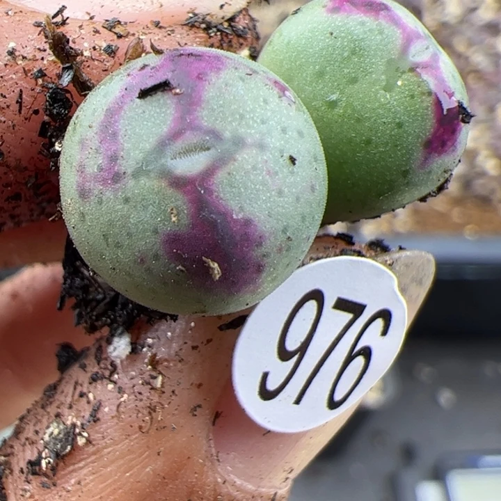 976号111111111111111