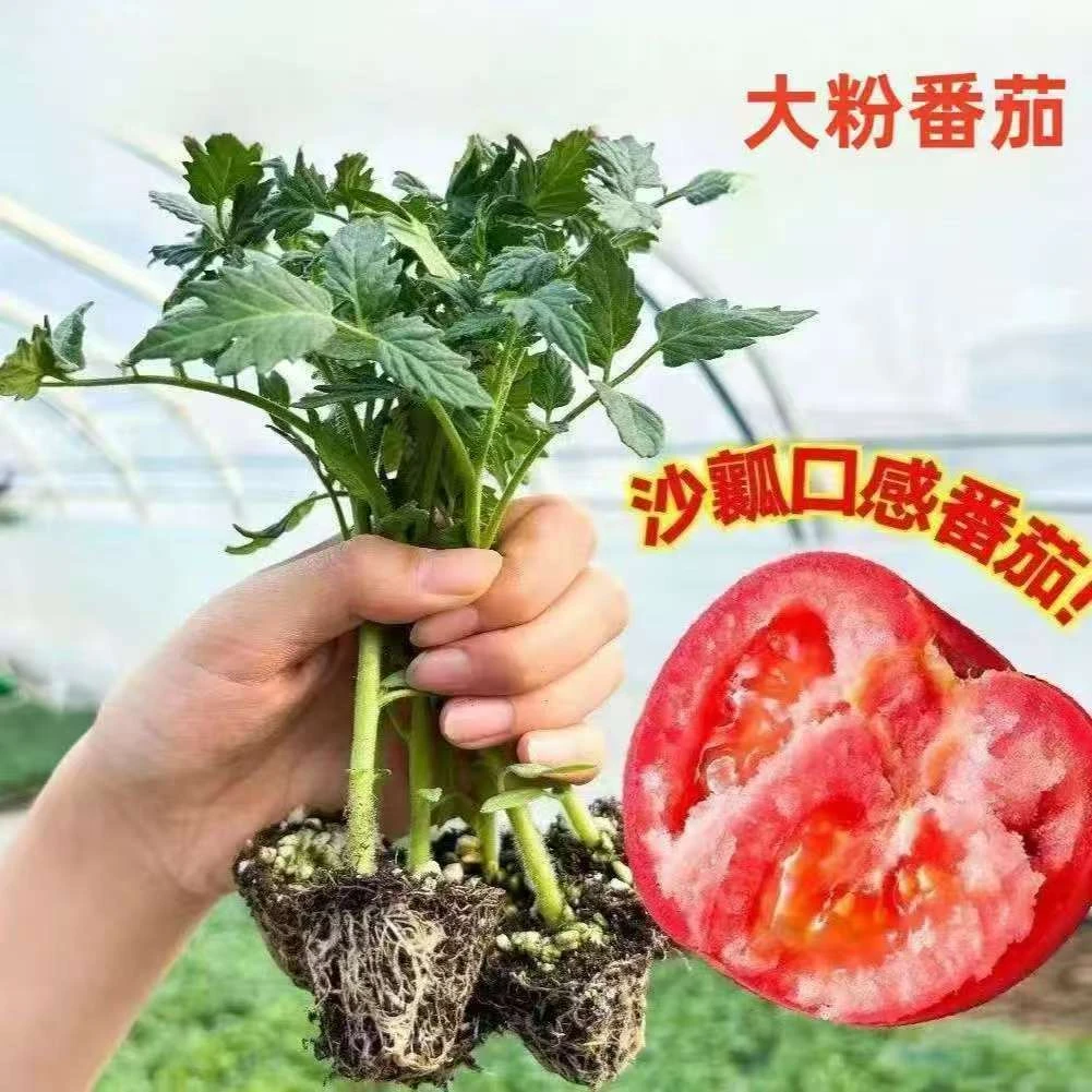 大粉番茄苗秧沙瓤西红柿苗口感柿子苗春季阳台盆栽菜苗四季水果苗
