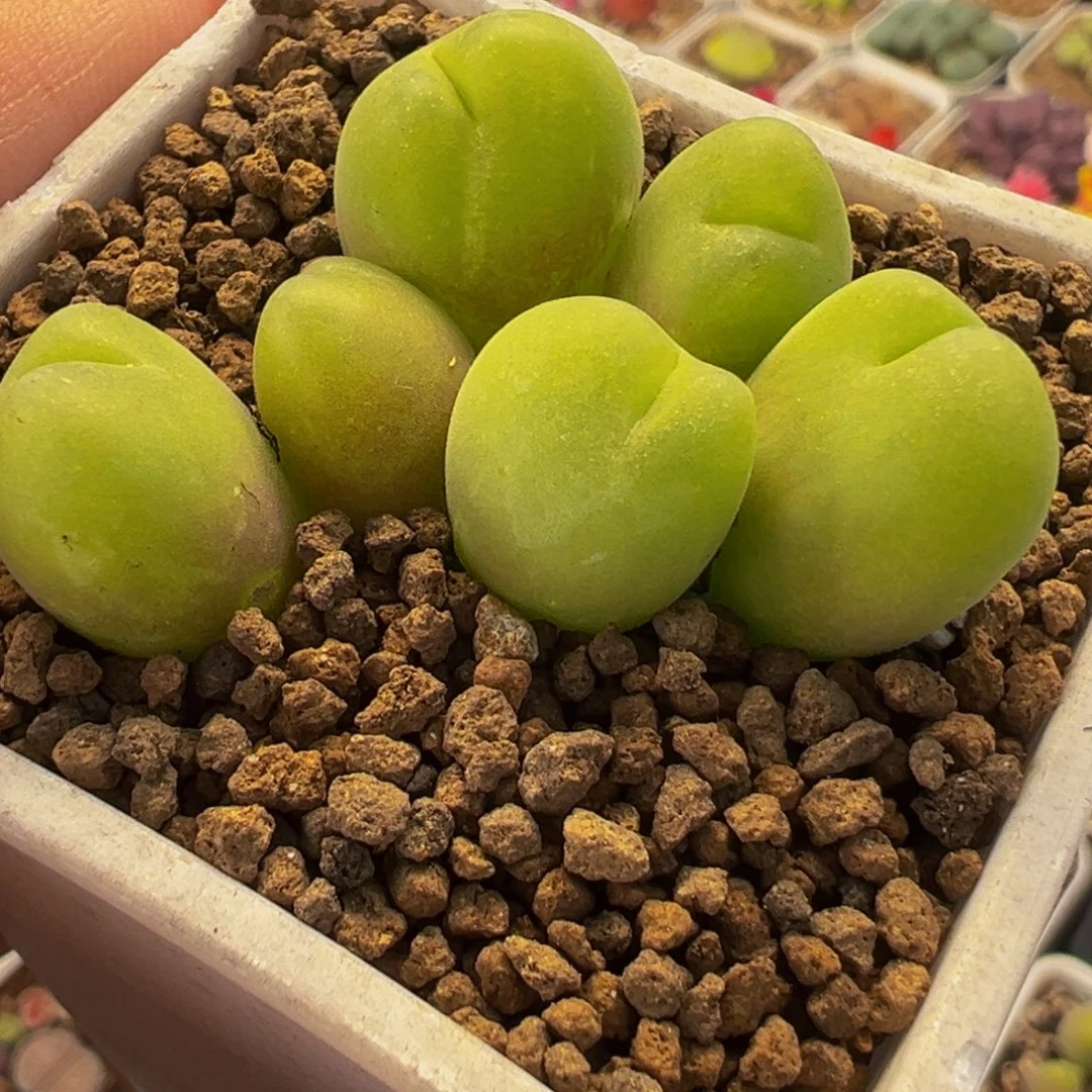 182多肉植物种类多样