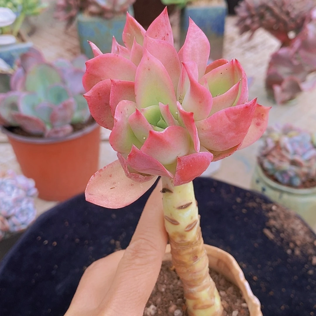 多肉植物非常福利乔伊