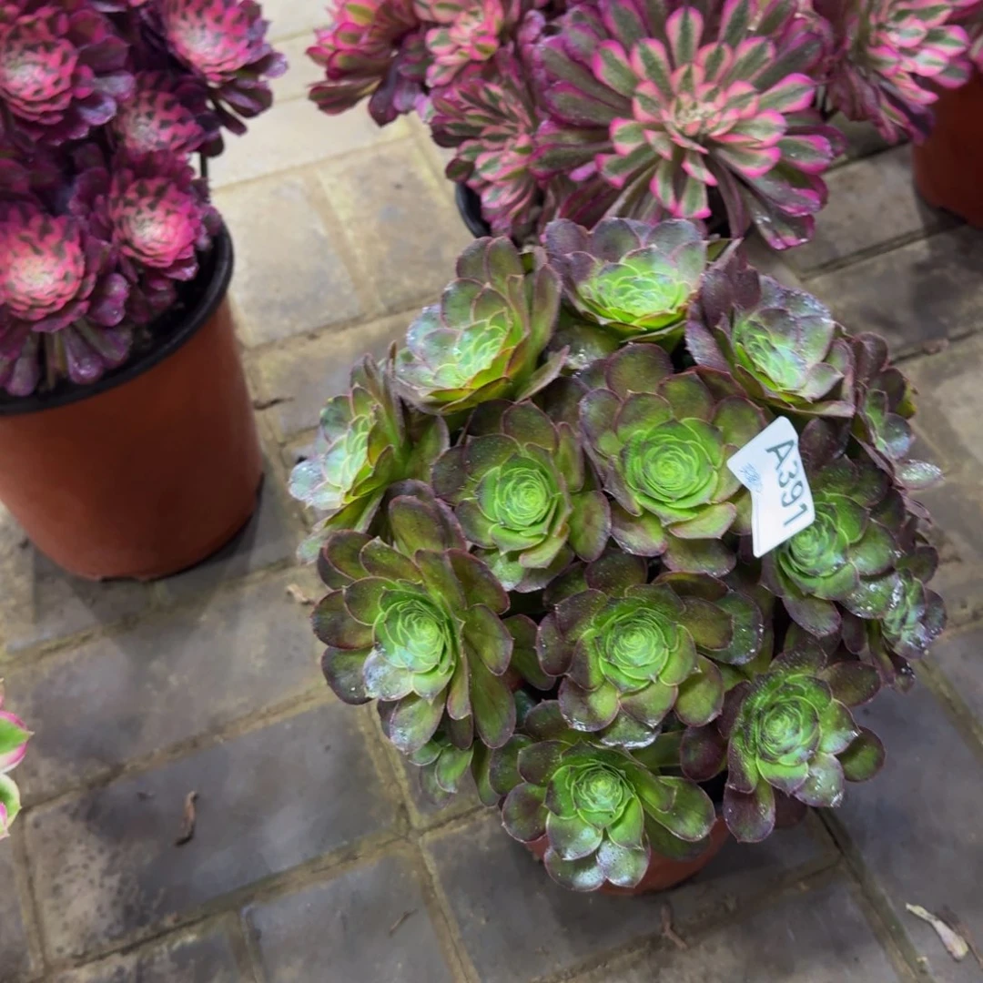 多肉植物391美金 法师