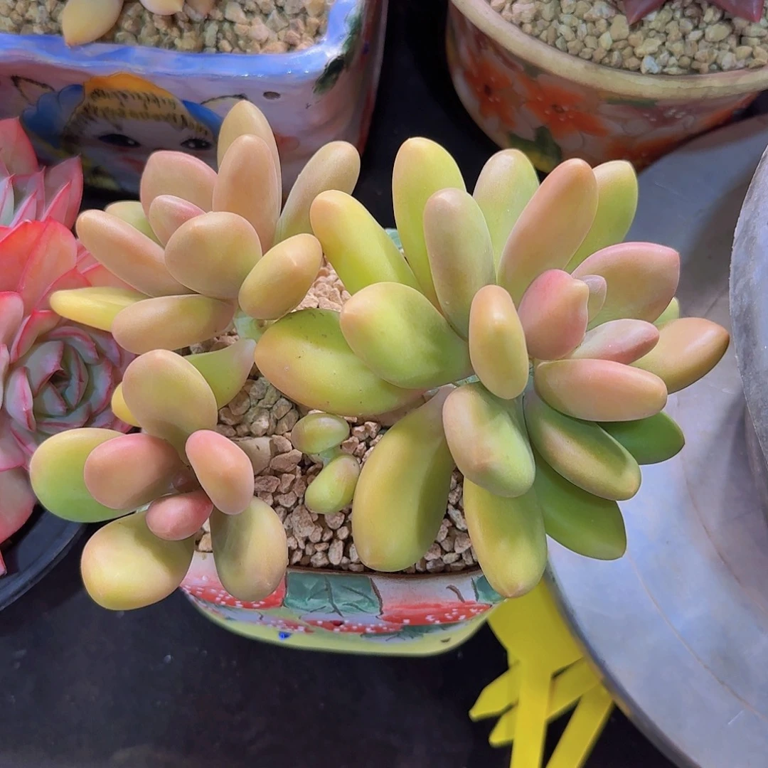 芒果奶多肉一物一拍