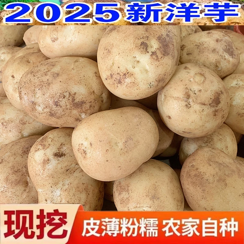 贵州新洋芋农家高山黄皮新鲜土豆软糯可口老品种马铃薯粉面蔬菜25