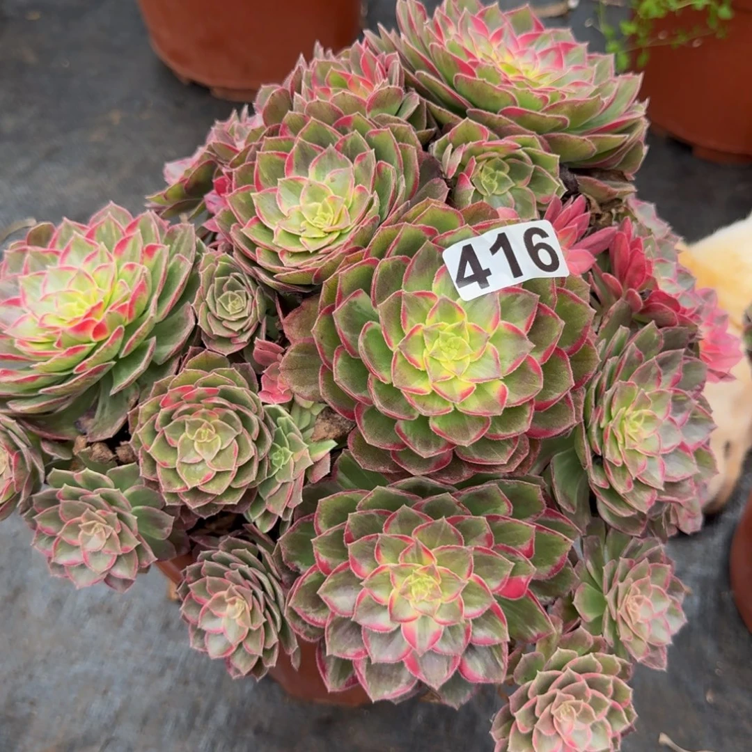 416多肉植物多肉植物