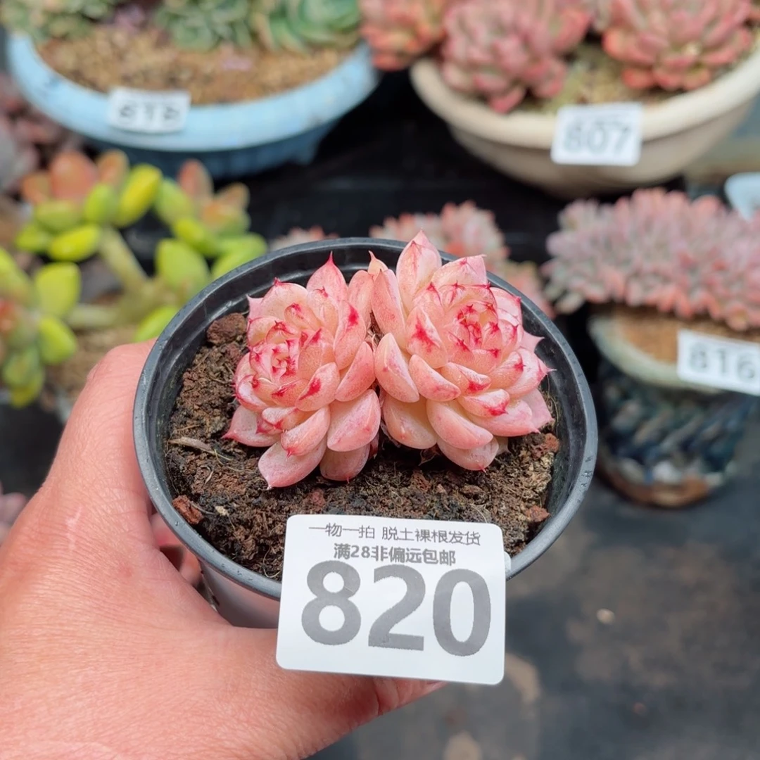 天鹅绒不包整无盆土发货