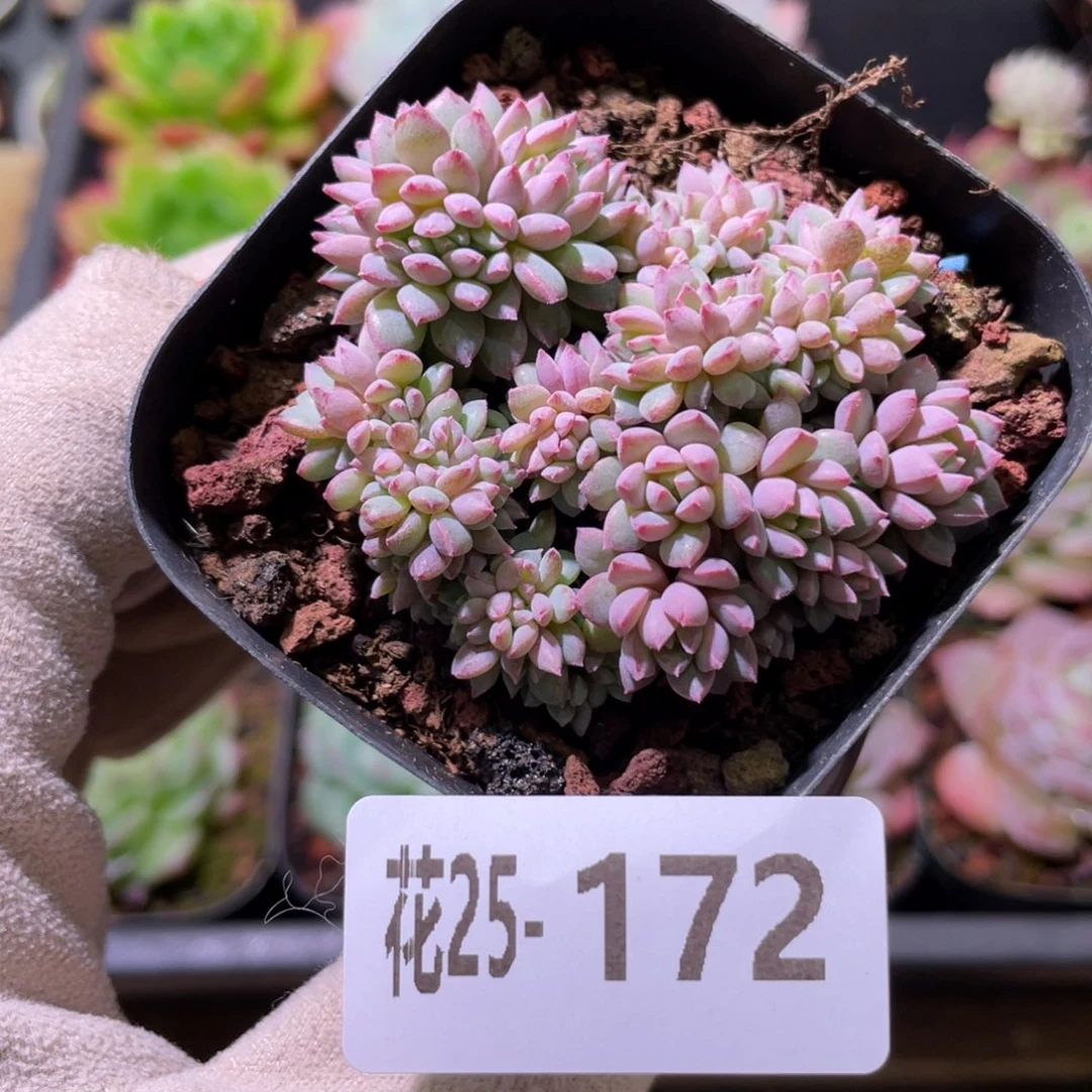 花利美25-172莱恩小精灵缀化