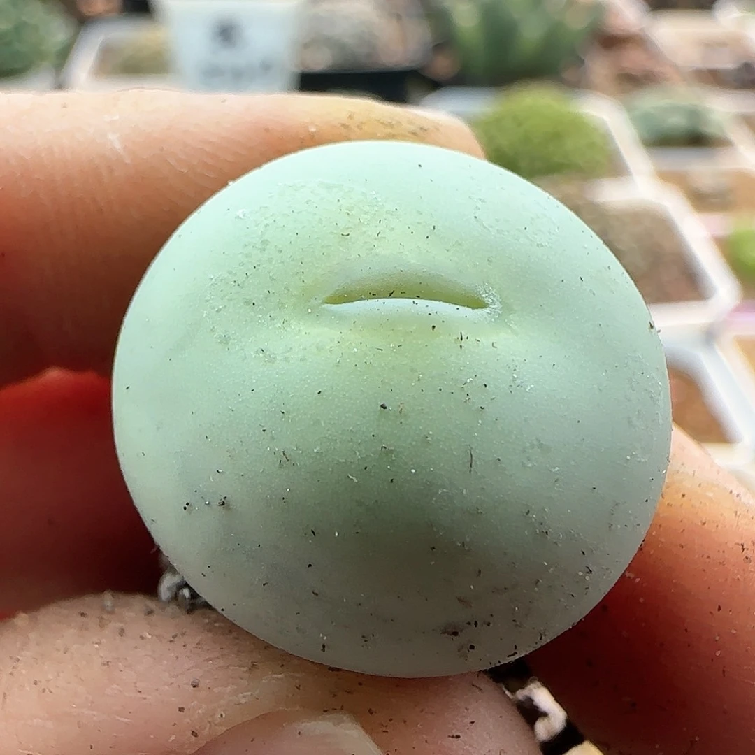 我****实28包邮脱土发货25763