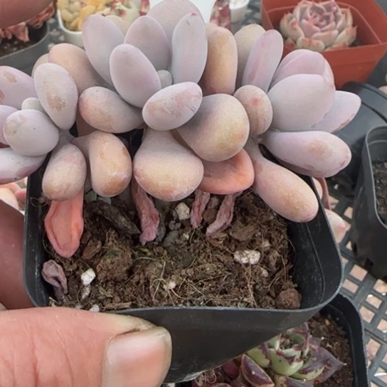 111桃蛋一物一拍多肉