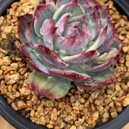 香**香补差价 夏鸣园艺