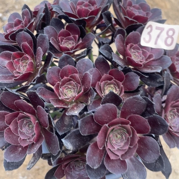 378多肉植物晚霞