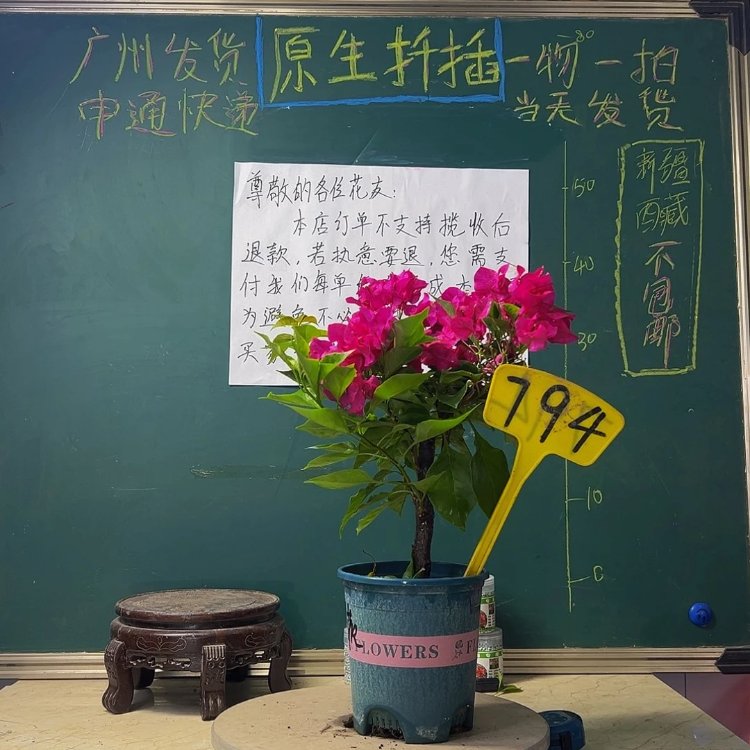 当前无花栽培后可以开花粗杆 菲菲娜紫 794