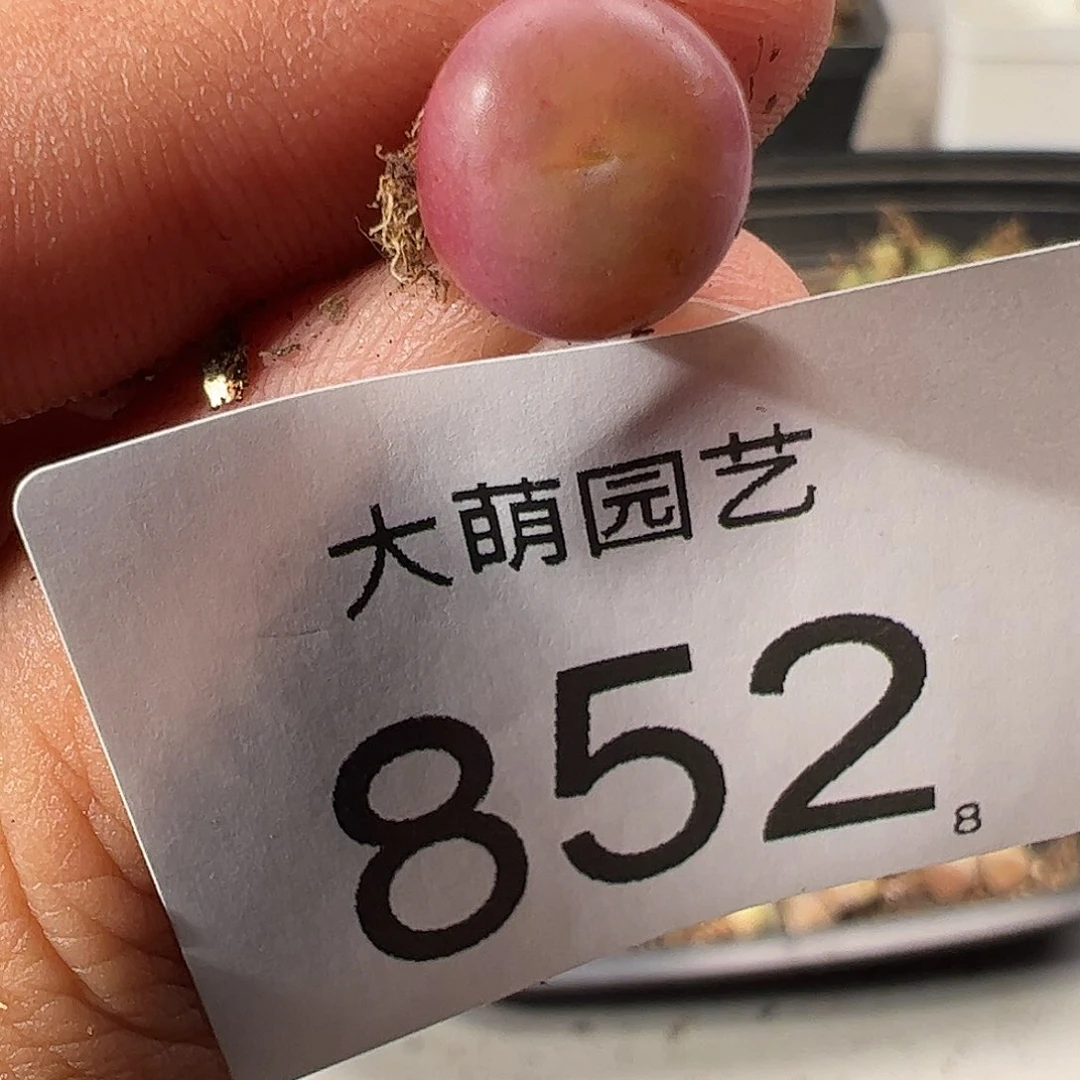 0000852 一物一拍……