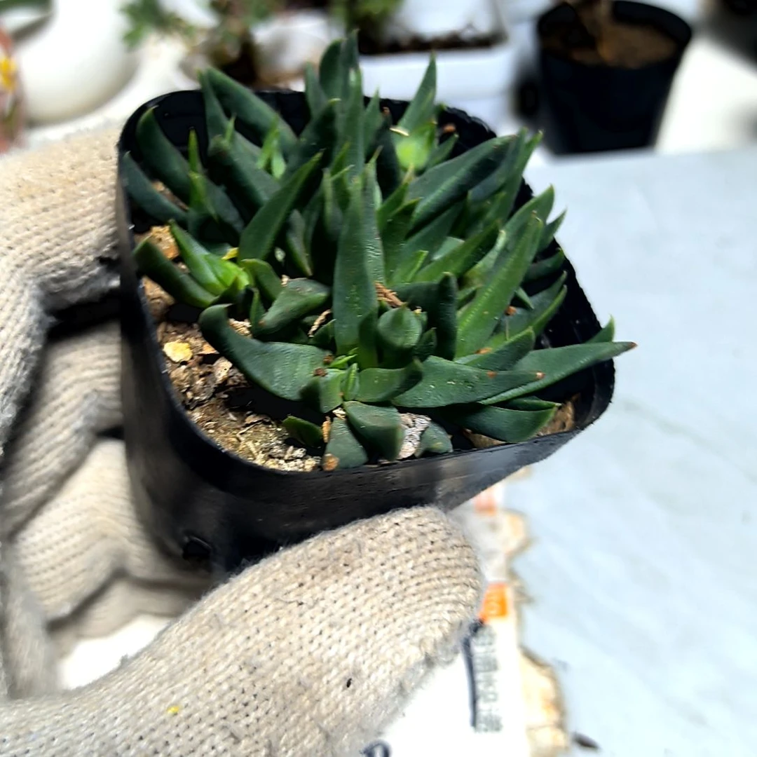 满9元包邮，黄花照波方盆