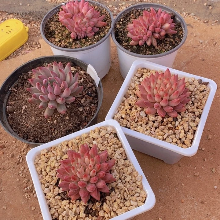 日**色是因为一开始就是这样子