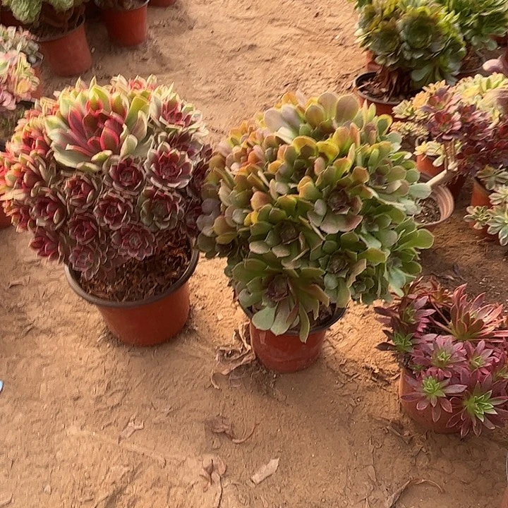 059多肉植物瑕疵特价，