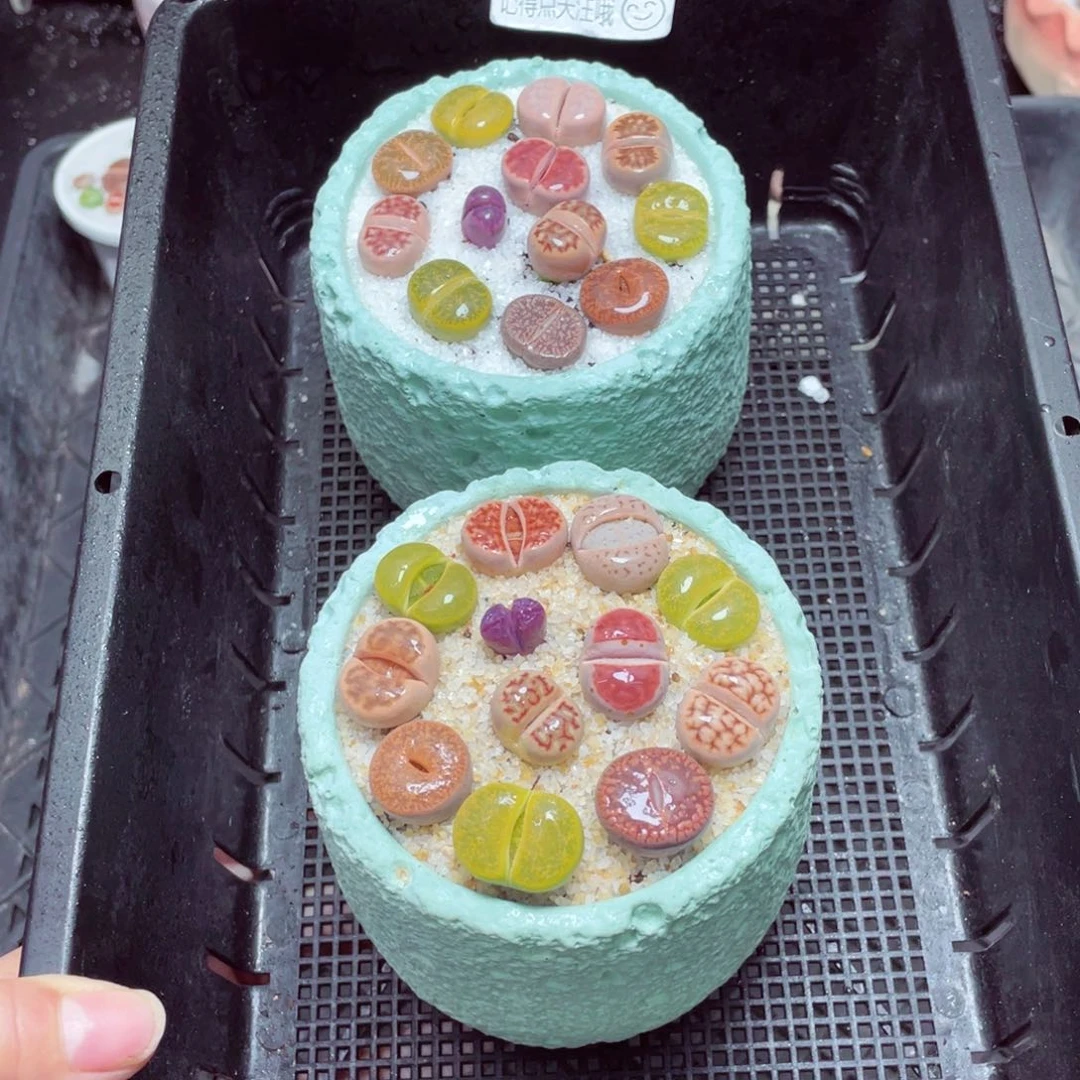 w5889空气速干盆 一份一盆量拍