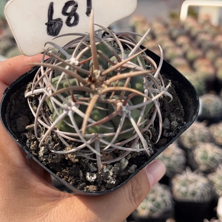681实生碧岩玉好养皮实
