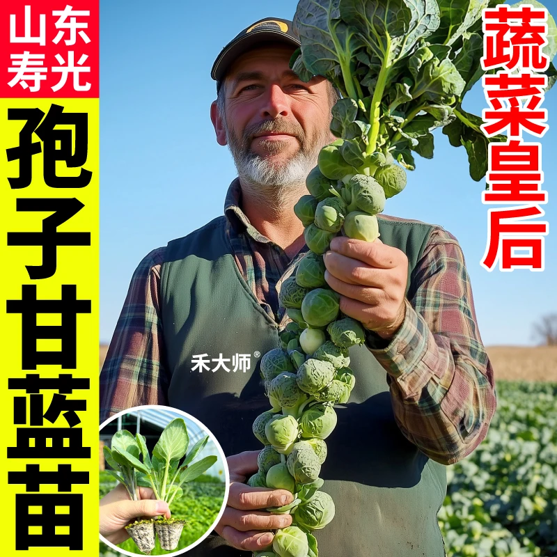 正宗迷你孢子甘蓝苗秧带土球四季春秋盆栽蔬菜种苗营养特丰富