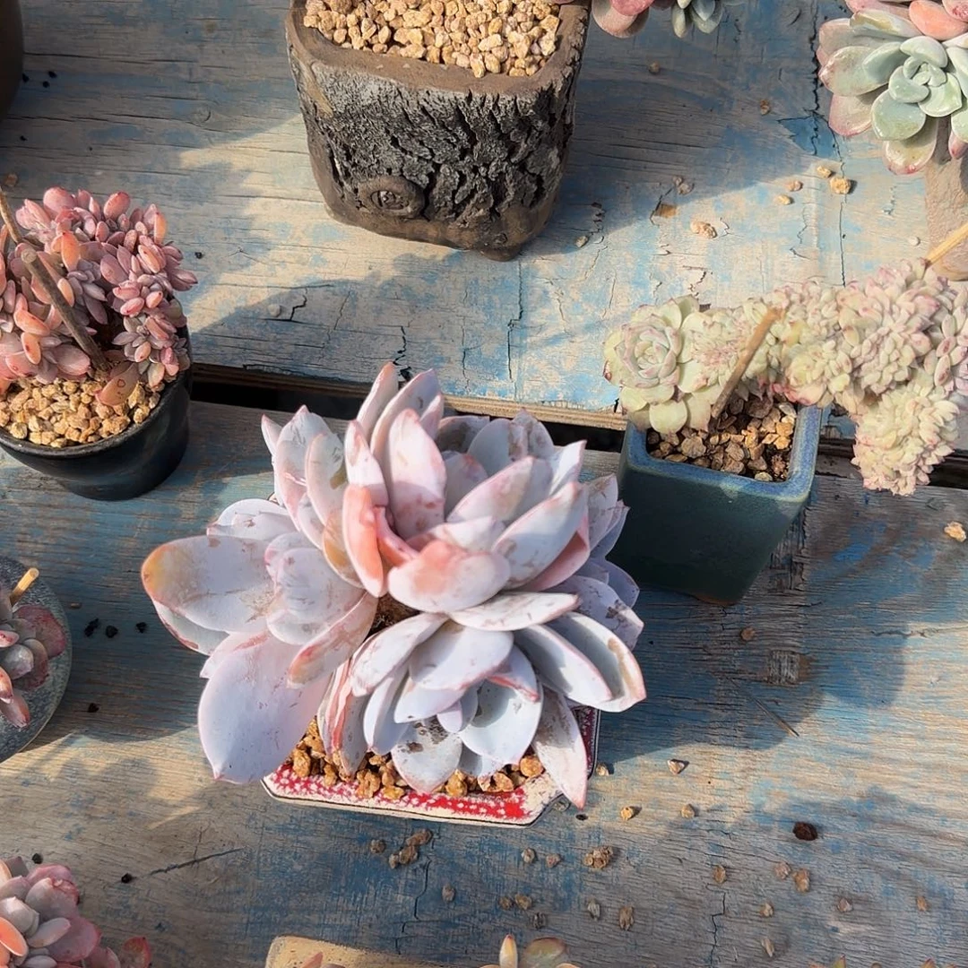 白莲5头一物一拍，