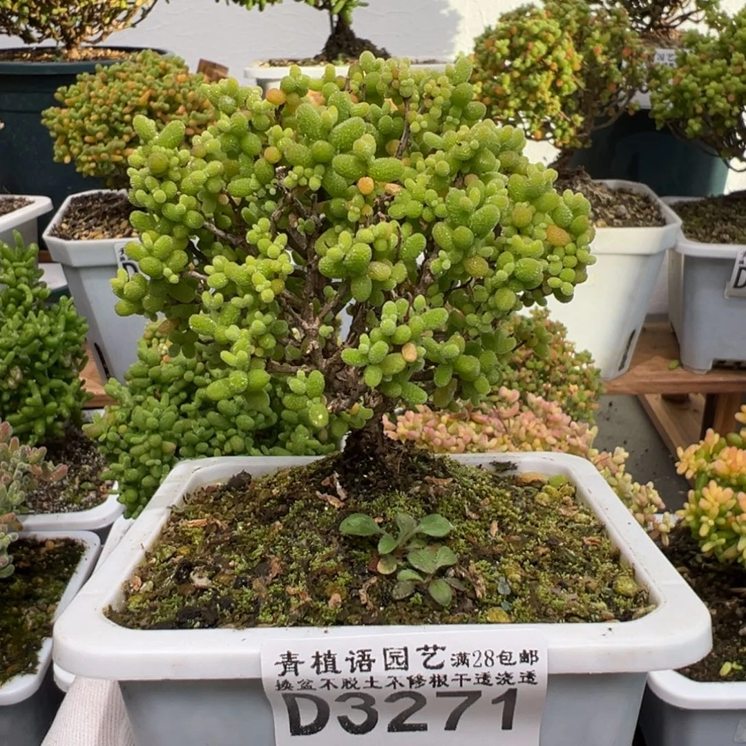 d3271金桔糖球枝干