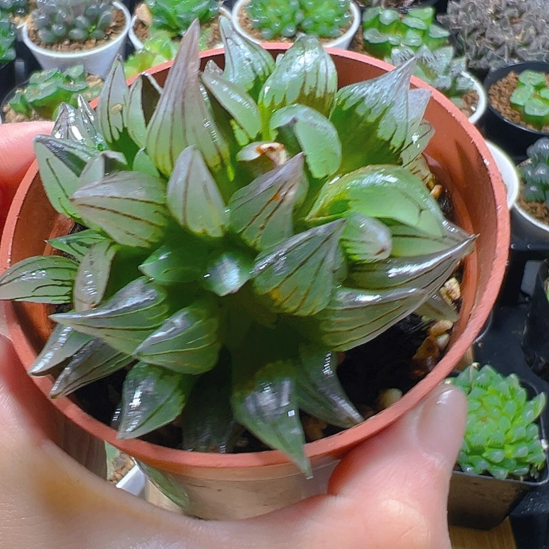 红盆西瓜寿多肉多肉多肉