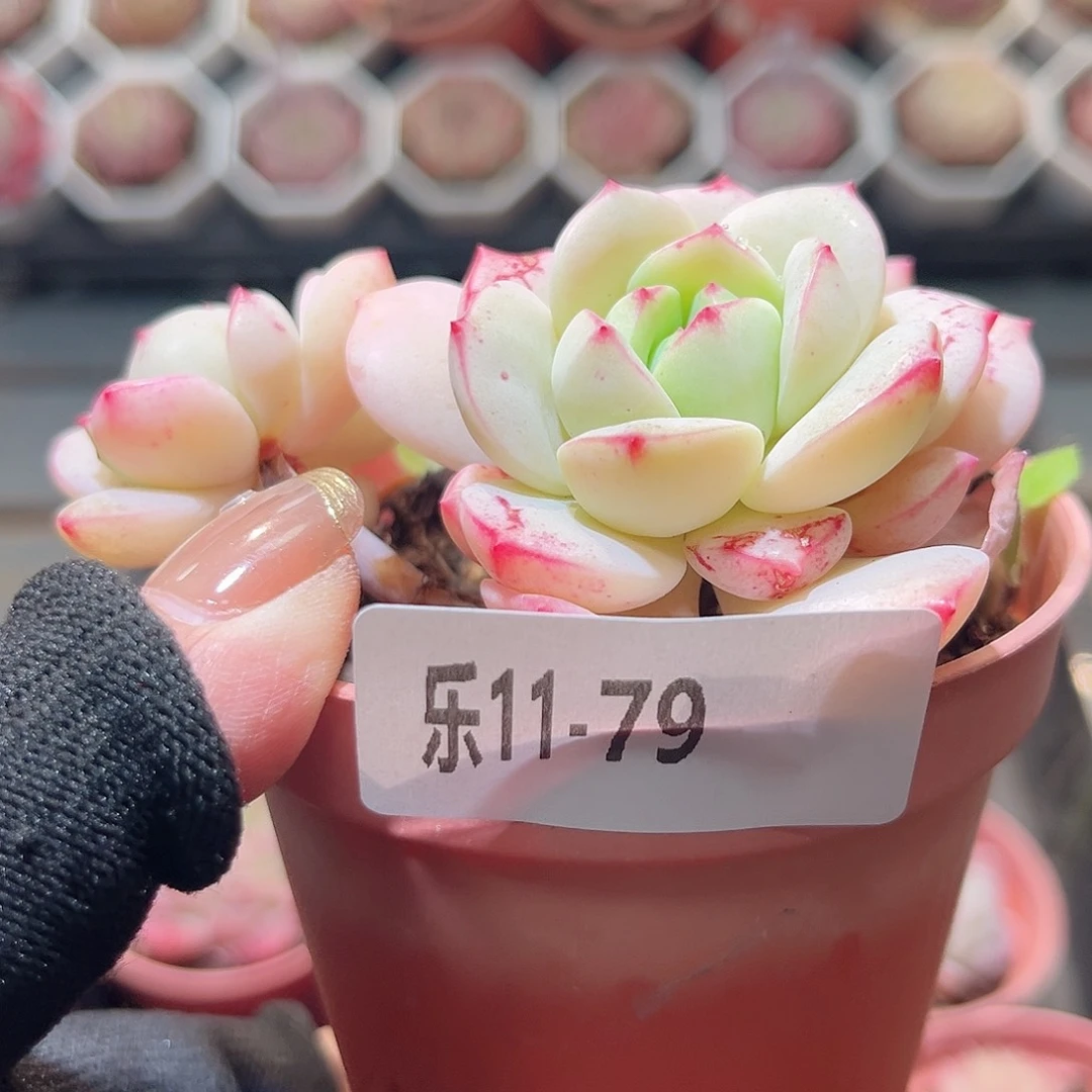 乐11-79 香草单头