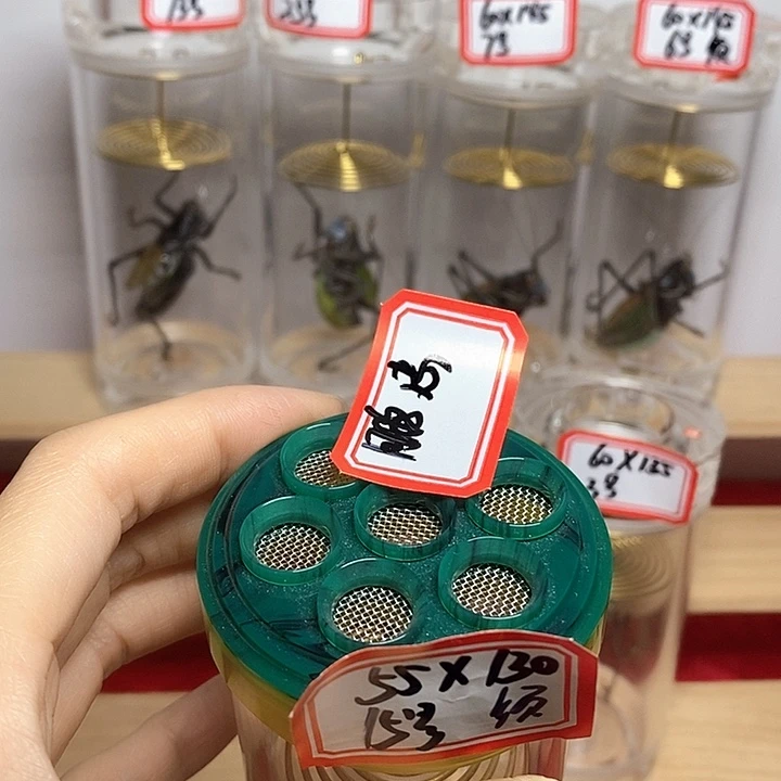 蝈蝈冠军罐单蝈蝈鹏忠