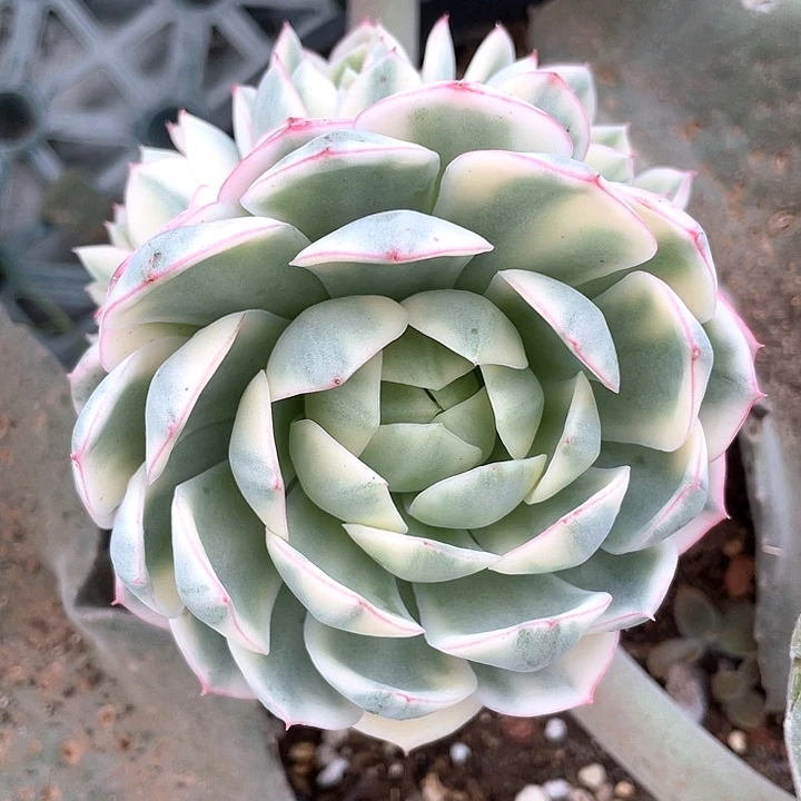 韩水晶锦群生手捧