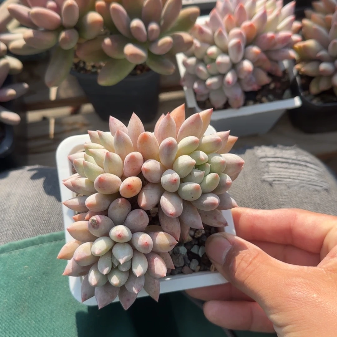 所罗门三头五十包邮老桩