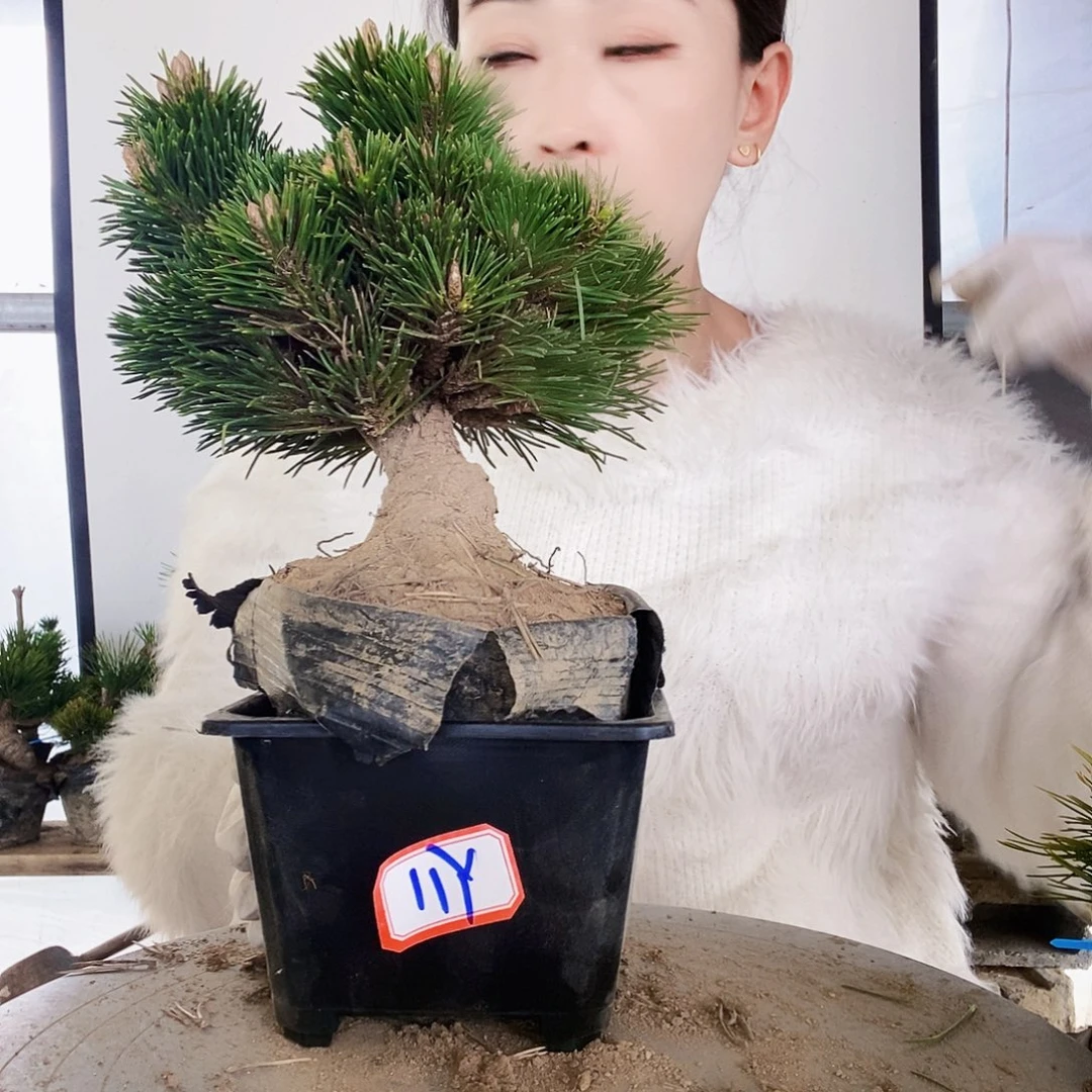 无花朵植物形态多年生草本