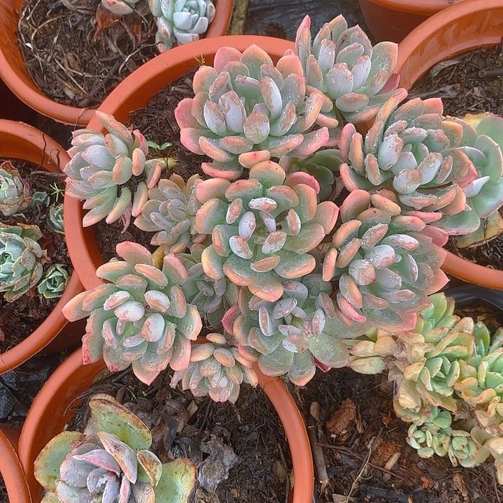 多肉植物。。。。。。。。。。。。。。。。。。。。。。。。。