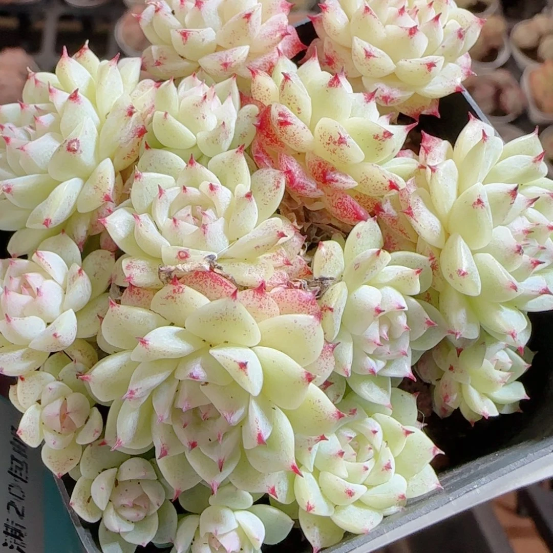 花语多肉0103-76魔仙散