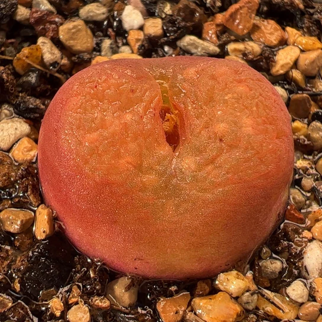 034多肉植物百科水蜜桃多肉植物