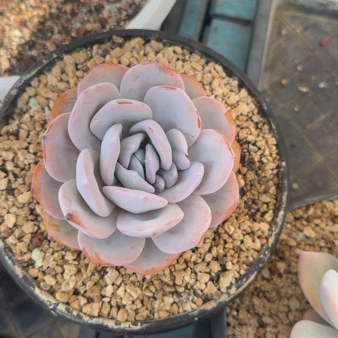 多肉植物 一物一拍