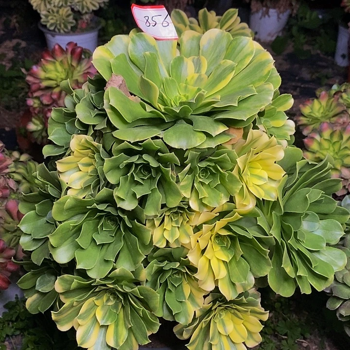 五彩琉璃老桩捧花856号