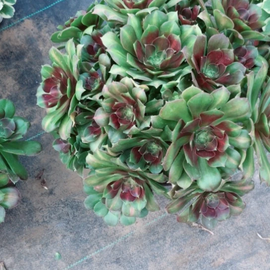 黑*女巫中斑法师多肉植物095号